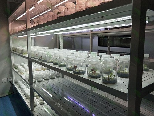 沈北植物组织培养实验室设计建设方案